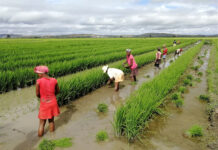 Produits alimentaires : Rebond de l’Indice FAO des prix en juillet