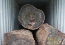 Industries du bois au Gabon : une filière à deux vitesses face à la recomposition du marché IMAGE DE BOIS AU GABON