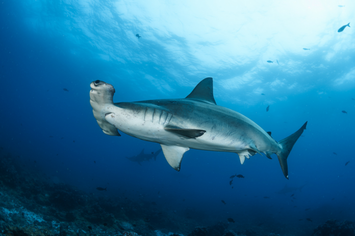 Grand requin-marteau